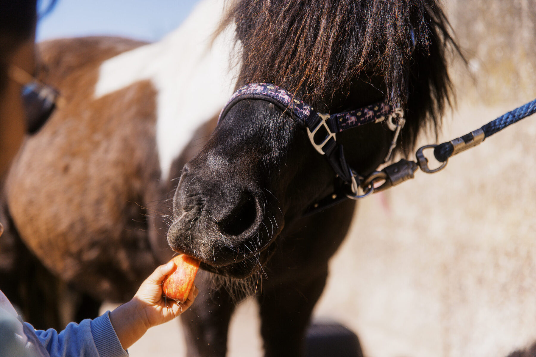 Ein Pony nimmt vorsichtig Futter aus einer Hand