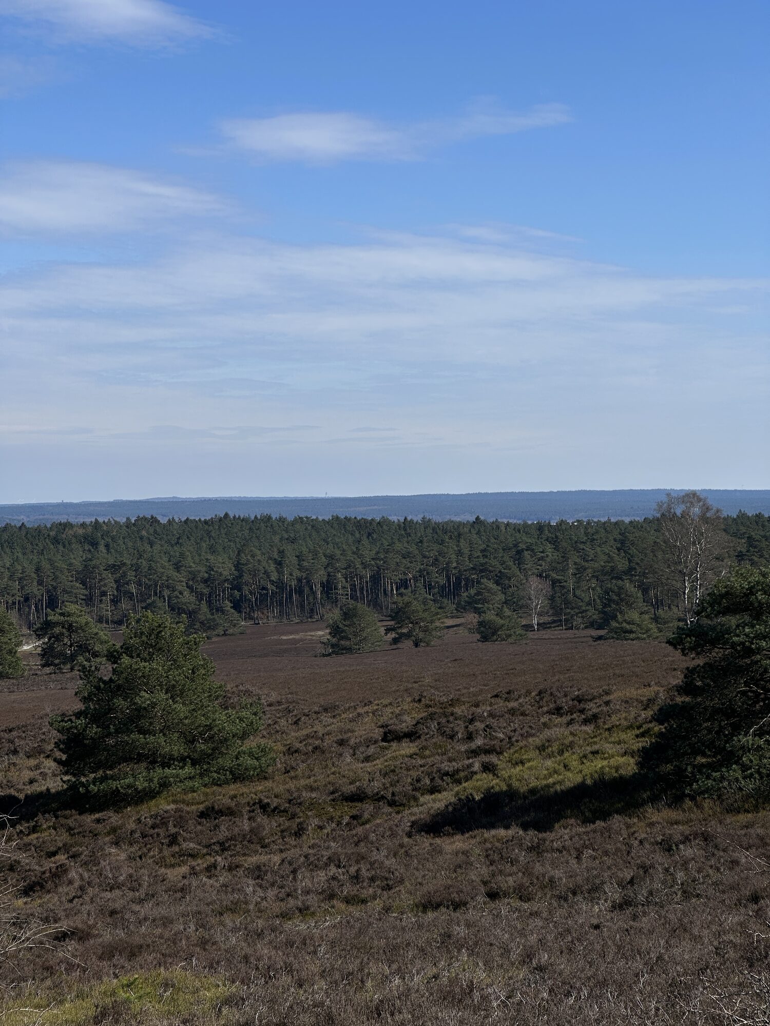 Blick über die Heide vom Brunsberg
