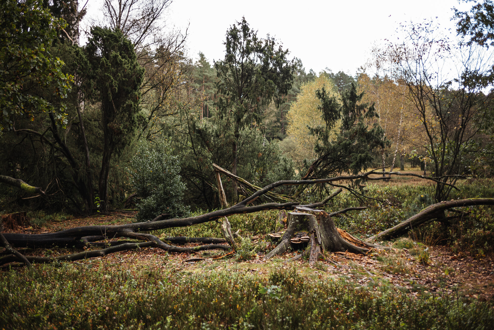Heidefläche im Büsenbachtal