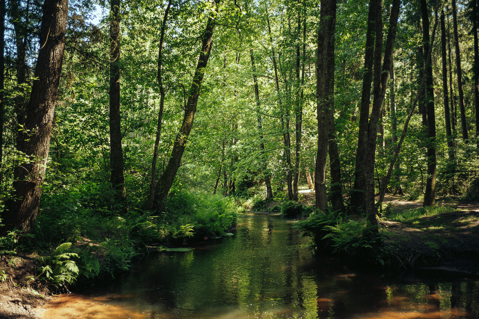 Die Este fließt durch einen schattigen Wald bei Bötersheim