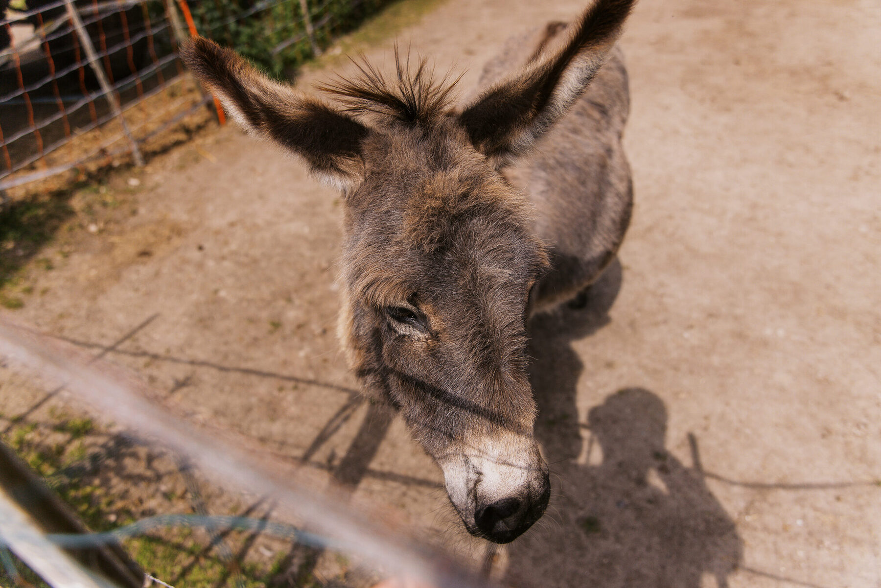 Ein Esel schaut aus kurzer Entfernung über den Zaun