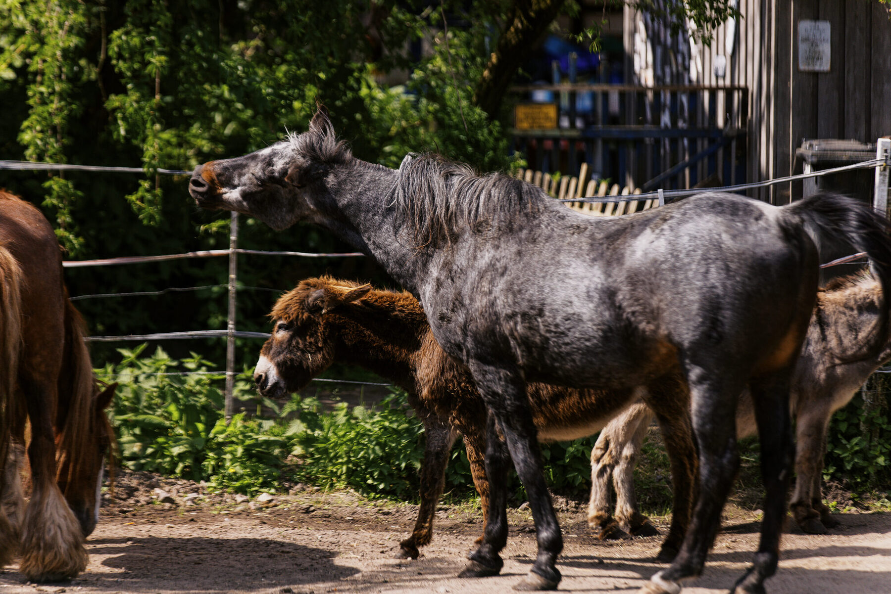 Ein Pferd steht im Schatten neben einem offenen Unterstand