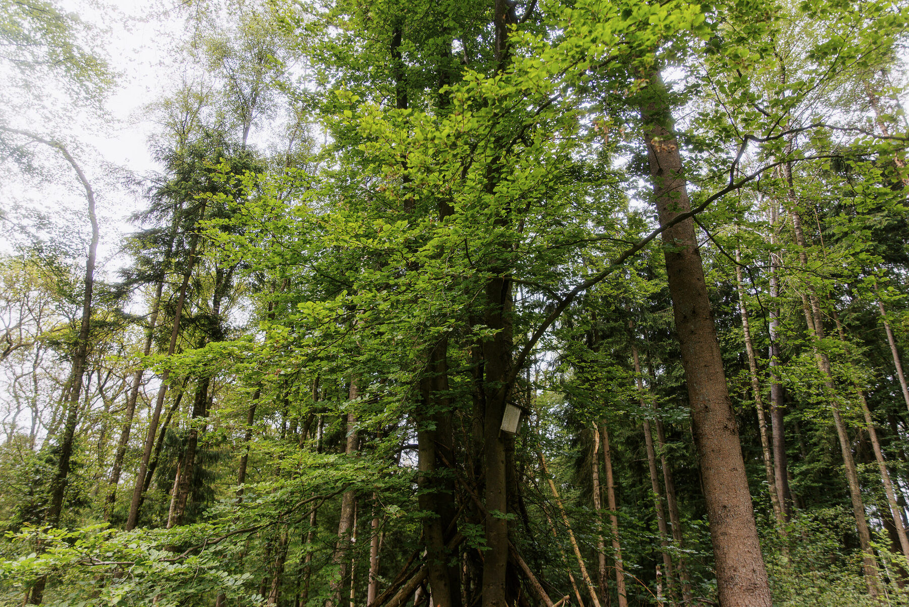 Hohe Baumkronen schließen sich über einem Waldweg