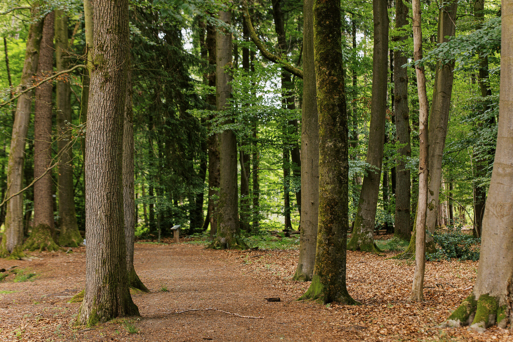 Sanftes Licht fällt durch Baumstämme in einen grünen Wald