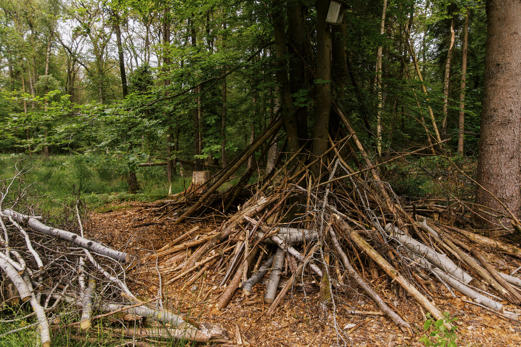 Wurzeln und Äste bilden ein kleines Versteck am Waldboden